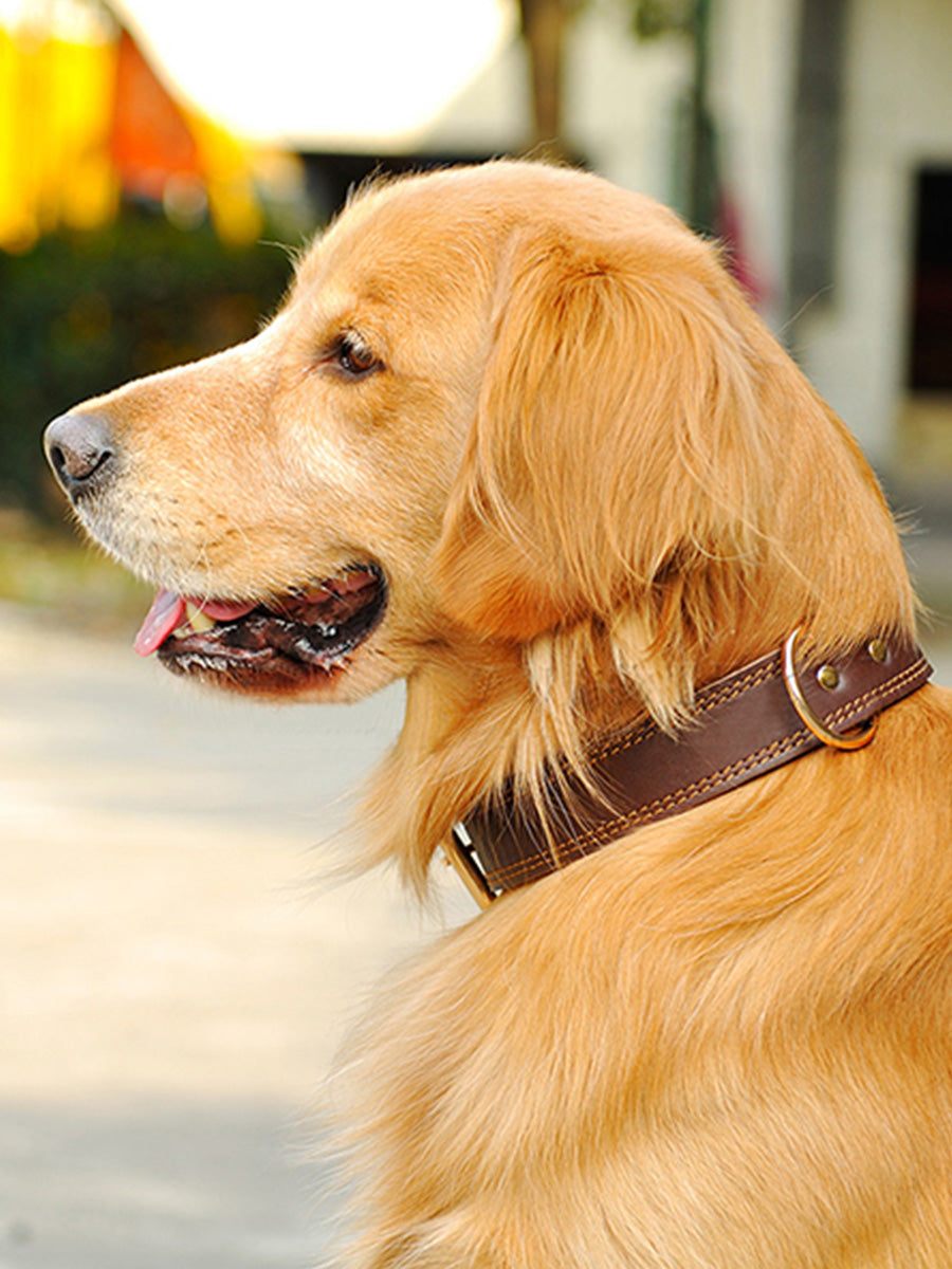 Cowhide Dog Collar Medium And Large  Golden Husky Leather